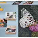 Hama Midi, Hama Art, stort billede, sommerfugl